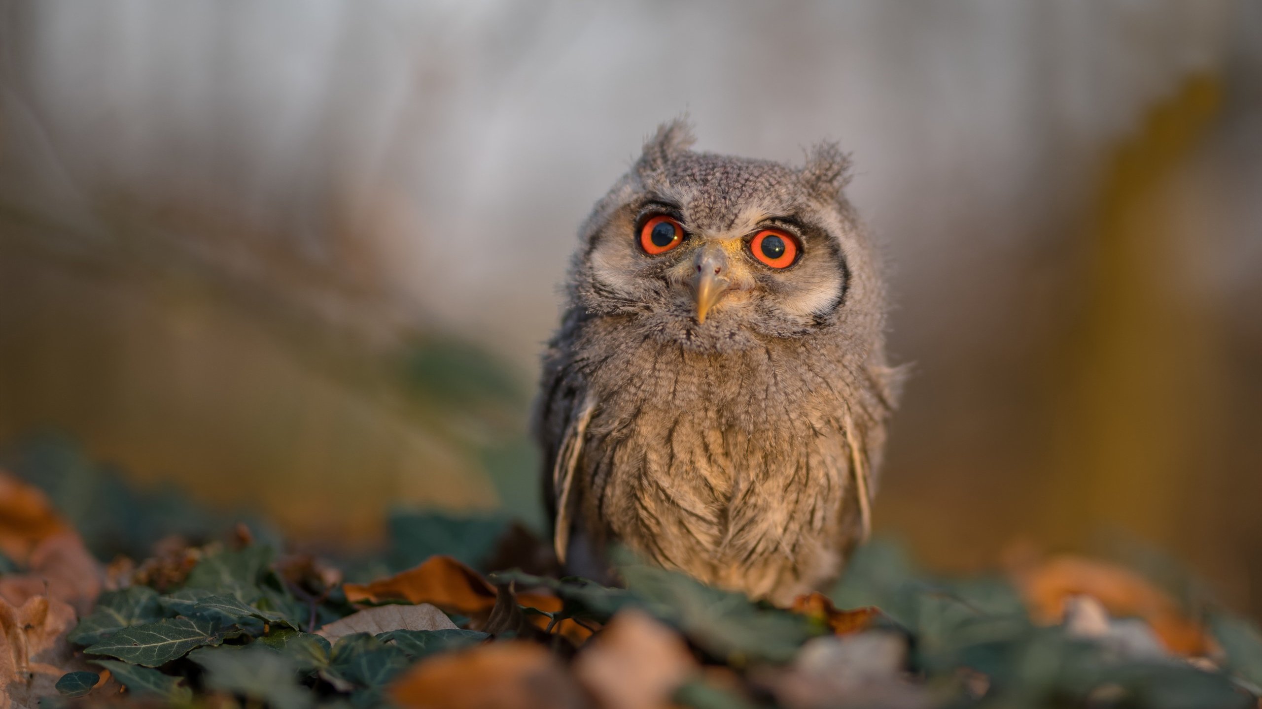 _天空跳伞大赛：俯瞰城市的速度盛宴_，跳伞比赛视频