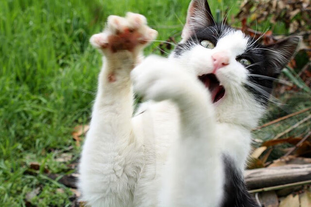 “德甲球队状态火热，冠军争夺逐渐明朗”，德甲阵营