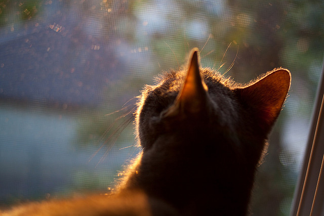 全面解析：哪个战术体系最具杀伤力？，有哪些战术打法